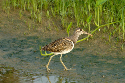 Snipe, Greater Painted (male) @ Punggol
