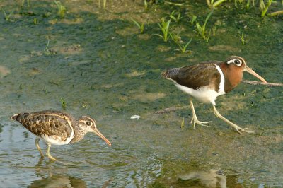 Snipe, Greater Painted @ Punggol