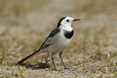 Wagtail, White