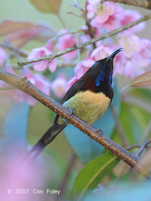 Sunbird, Black-throated (male) @ Doi Inthanon