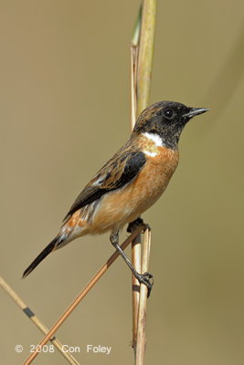 Stonechat, Common (male) @ Chiang Dao