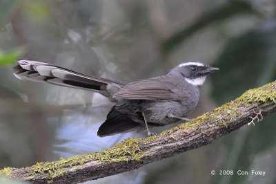 Fantail, White-throated @ Doi Inthanon