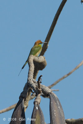 Bee-eater, Green @ Chiang Dao