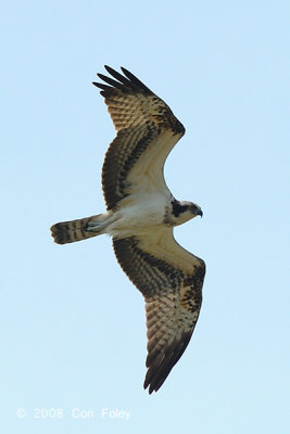 Osprey @ Parit Jawa