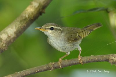 Warbler, Arctic @ Sungei Buloh