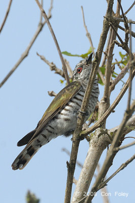 Cuckoo, Little Bronze (male) @ Chinese Gardens