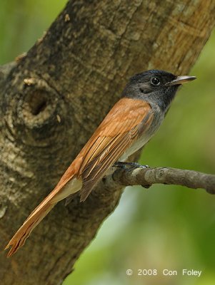 Flycatcher, Blyths Paradise @ Chinese Gardens