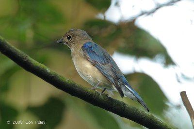 Flycatcher, Blue-and-white (first winter male) @ Hindhede