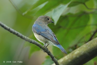 Flycatcher, Blue-and-white (first winter male) @ Hindhede