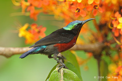 Sunbird, Purple-throated (male) @ Lower Peirce