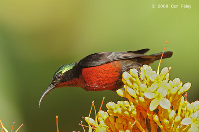 Sunbird, Purple-throated (male) @ Lower Peirce