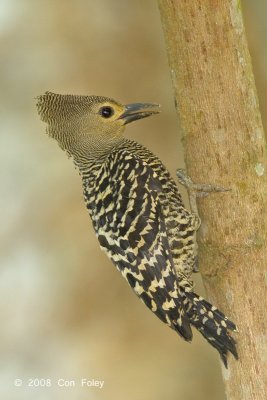 Woodpecker, Buff-rumped (female)