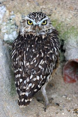 BURROWING OWL