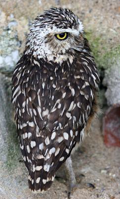 BURROWING OWL