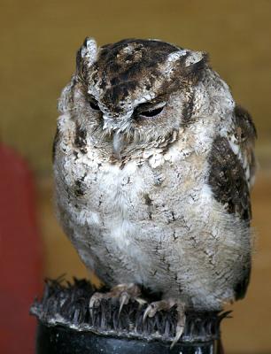 INDIAN SCOPS OWL