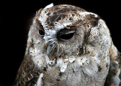 INDIAN SCOPS OWL