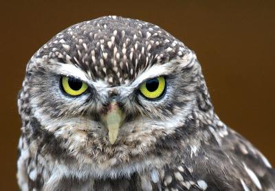 LITTLE OWL