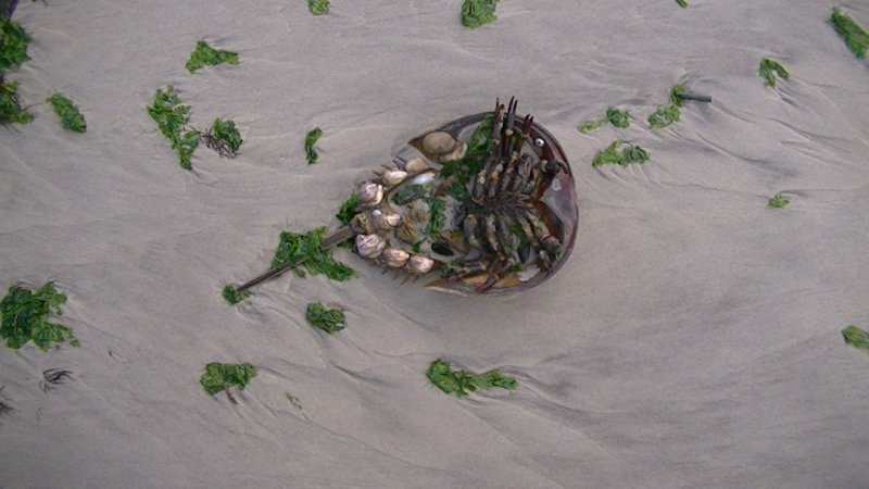 Horseshoe crab