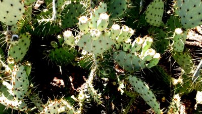 A prickly situation in Salome Arizona