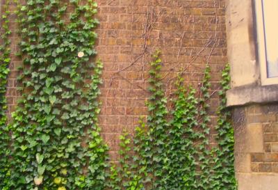 Ivy covered walls inOxford