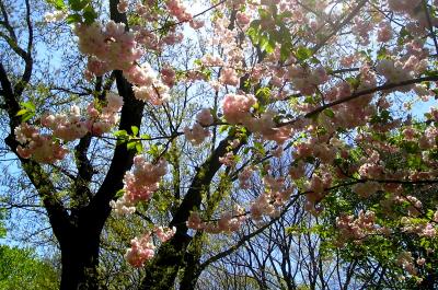 Cherry blossom festival in Brooklyn
