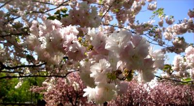 Cherry blossoms ready for their closeups