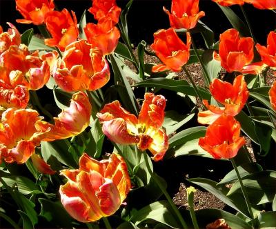 FIre tulips in Brooklyn Botanic Gardens.jpg
