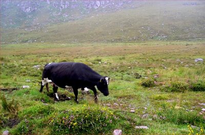 On the Dingle Peninsula