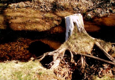 A tree grew in Hamden