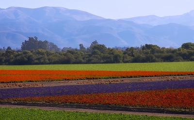 Lompoc Flower Farm & Area