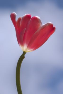 More Tulips