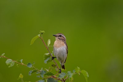 Saxicola Rubetra (Whinchat, Busksvtta)