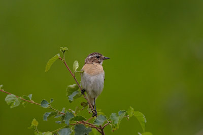 Saxicola Rubetra (Whinchat, Busksvtta) L