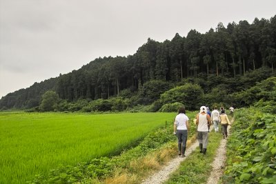 Walking to the rice paddy