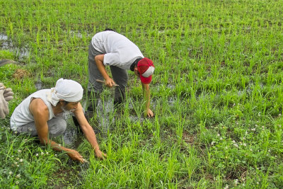 Pulling weeds