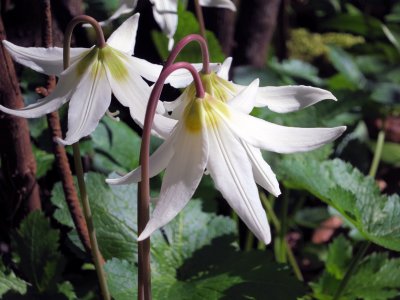 fawn lilies