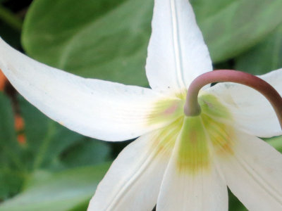 fawn lily