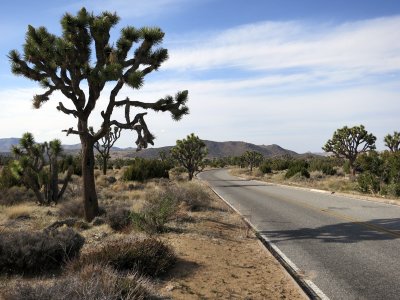 joshua tree