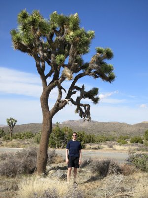 jon underneath a joshua tree