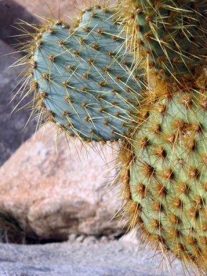 prickly pear cactus