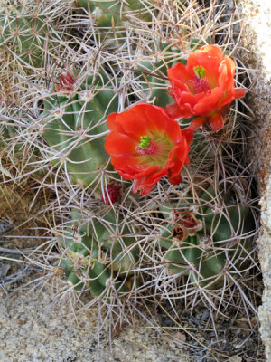 claret cup cactus