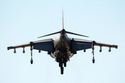 harrier1.jpg