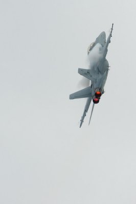 hornet3.jpg