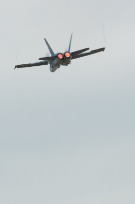 hornet6.jpg