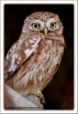 Little Owl - Athene noctua