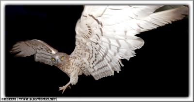 Short-toed Eagle - Circaetus gallicus
