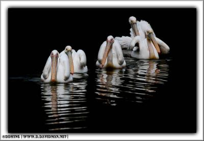 White Pelican - Pelecanus onocrotalus