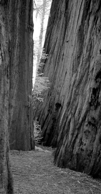 redwoods_ir