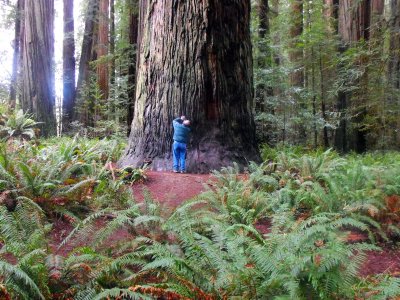 bill at stout grove redwoods in california_resize.jpg