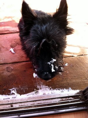 duncan enjoying the snow 2011_resize.jpg